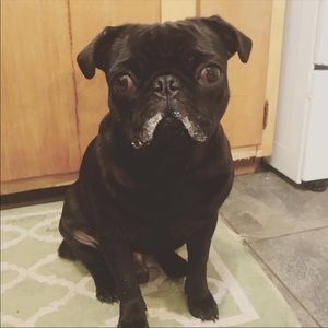 Meet your Posher, Teddy